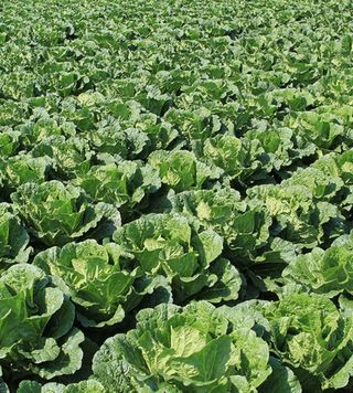 홍천산채농원님의 작성글 사진