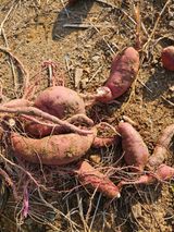 팜모닝 자유주제·자유게시판 게시글 이미지