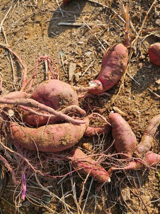 호박12662님의 자유주제 · 자유게시판 작성글 사진