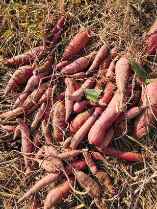 호박12662님의 자유주제 · 자유게시판 작성글 사진