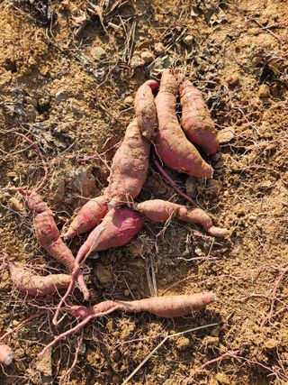 호박12662님의 자유주제 · 자유게시판 작성글 사진