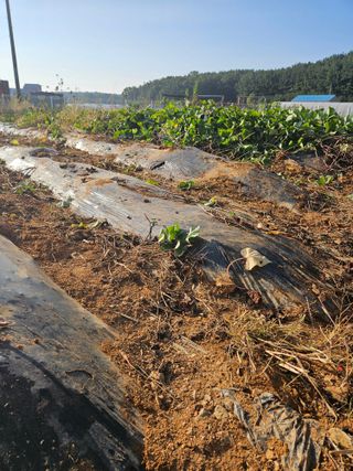호박12662님의 자유주제 · 자유게시판 작성글 사진