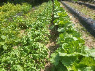 박천규 님의 배추 · 영농일지 작성글 사진