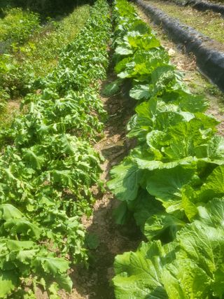 박천규 님의 배추 · 영농일지 작성글 사진