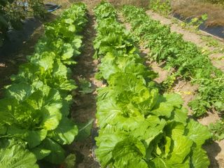 박천규 님의 배추 · 영농일지 작성글 사진