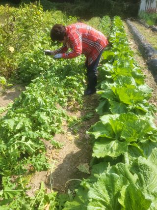 박천규 님의 배추 · 영농일지 작성글 사진
