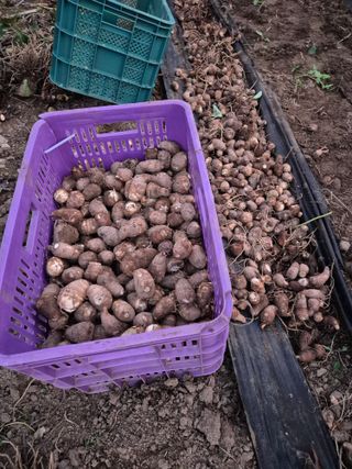 약초꾼님의 자유주제 · 자유게시판 작성글 사진