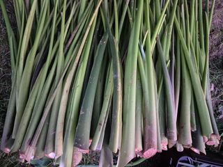 약초꾼님의 자유주제 · 자유게시판 작성글 사진