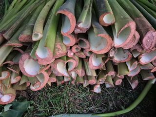 약초꾼님의 자유주제 · 자유게시판 작성글 사진