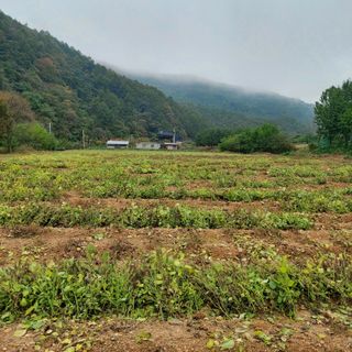 홍순원님의 들깨 · 영농일지 작성글 사진