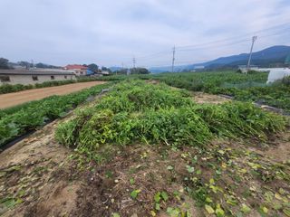 안성의 농사준비꾼님의 들깨 · 영농일지 작성글 사진