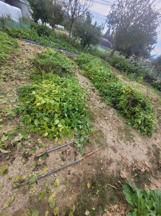 안성의 농사준비꾼님의 들깨 · 영농일지 작성글 사진