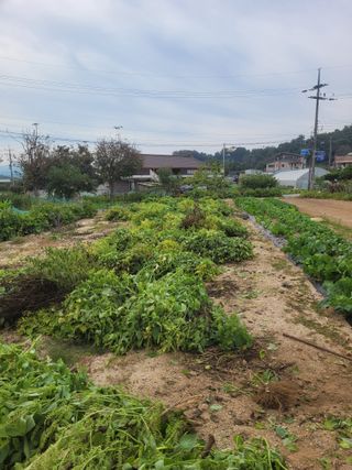 안성의 농사준비꾼님의 들깨 · 영농일지 작성글 사진