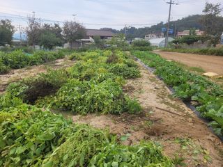 안성의 농사준비꾼님의 들깨 · 영농일지 작성글 사진