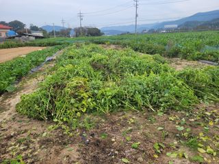 안성의 농사준비꾼님의 들깨 · 영농일지 작성글 사진