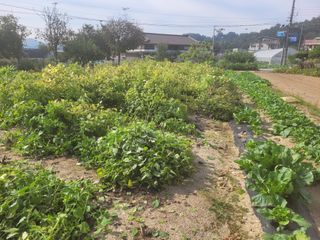 안성의 농사준비꾼님의 들깨 · 영농일지 작성글 사진