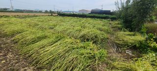 정진해님의 들깨 · 영농일지 작성글 사진