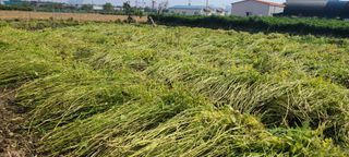 정진해님의 들깨 · 영농일지 작성글 사진