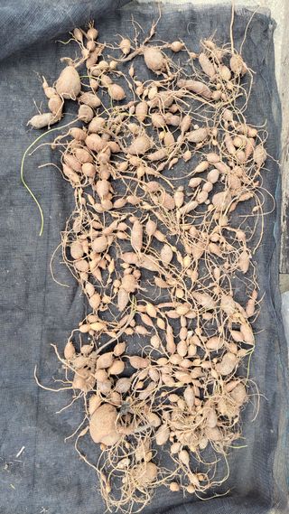 김중언님의 감자 · 영농일지 작성글 사진