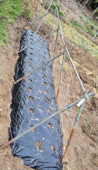 김중언님의 감자 · 영농일지 작성글 사진