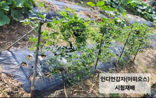 김중언님의 감자 · 영농일지 작성글 사진