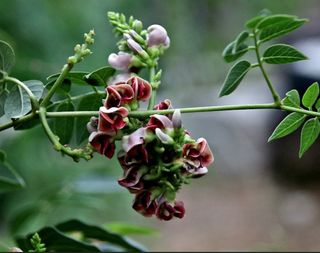 김중언님의 감자 · 영농일지 작성글 사진