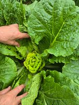 팜모닝 배추·병해충상담 게시글 이미지