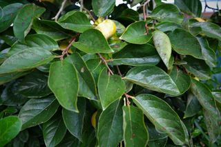 김영철님의 감 · 병해충상담 작성글 사진