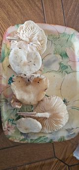 팜모닝 자유주제·자유게시판 게시글 이미지