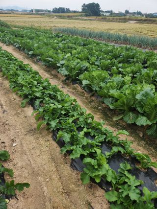 이대석님의 배추 · 영농일지 작성글 사진