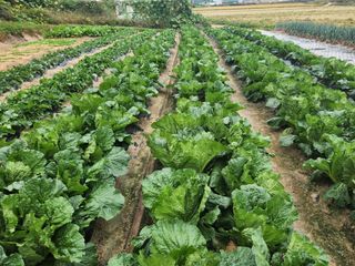 이대석님의 배추 · 영농일지 작성글 사진