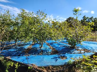 김영옥님의 자유주제 · 자유게시판 작성글 사진