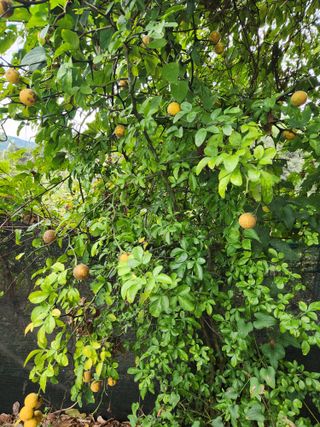 김영옥님의 자유주제 · 자유게시판 작성글 사진