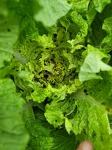 팜모닝 배추·영농일지 게시글 이미지