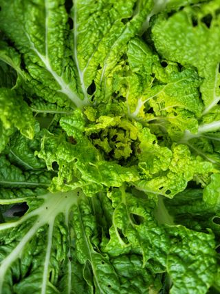 미날기미(김원영)님의 배추 · 영농일지 작성글 사진