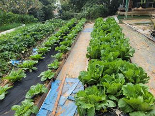 미날기미(김원영)님의 배추 · 영농일지 작성글 사진