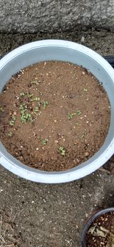 팜모닝 자유주제·자유게시판 게시글 이미지