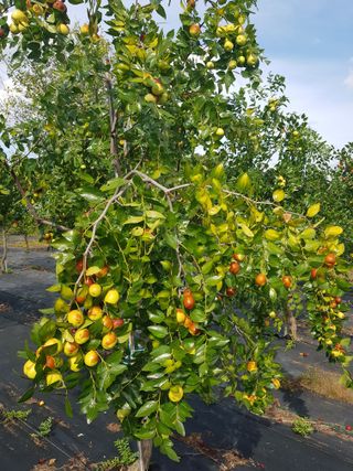 초보농사님의 기타작물 · 영농일지 작성글 사진