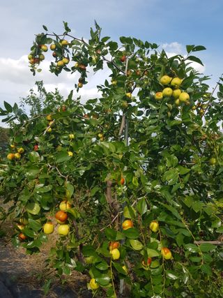 초보농사님의 기타작물 · 영농일지 작성글 사진