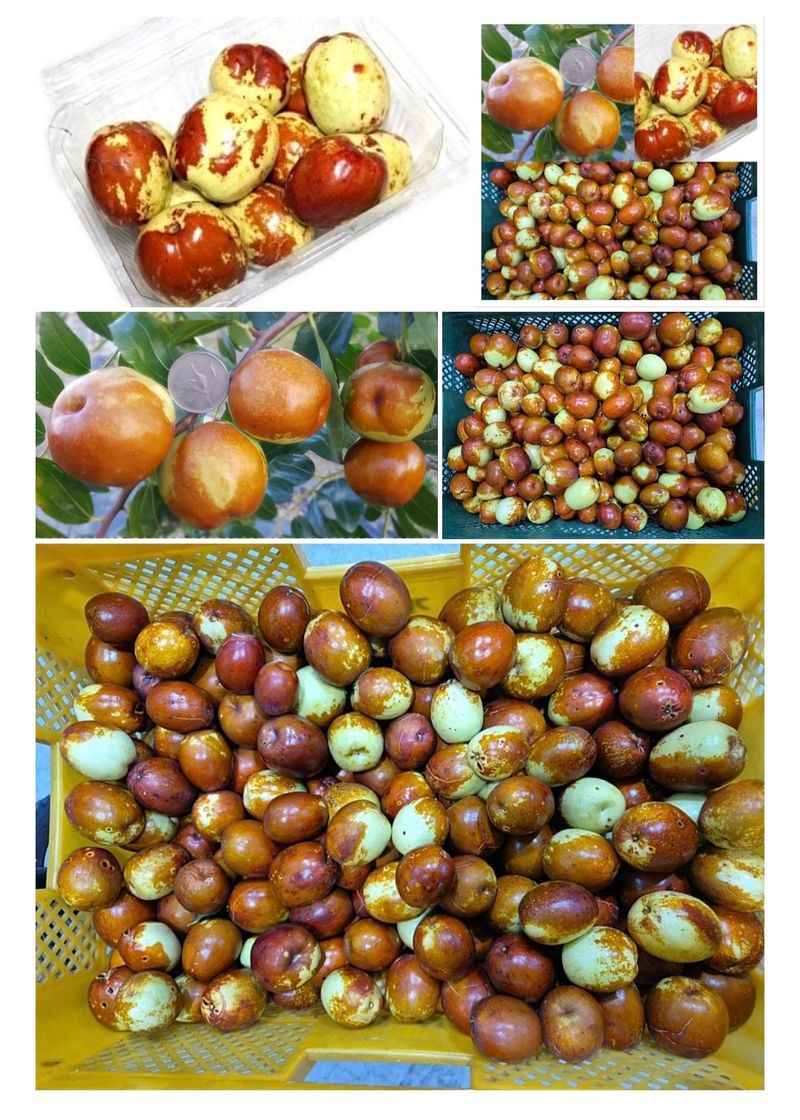 장터 상품 [천황-사과대추1kg] 썸네일