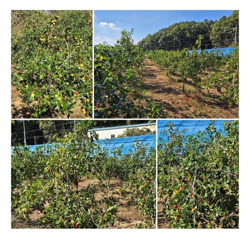 벌꿀*직접생산농장님의 장터 판매 상품 [천황-사과대추1kg] 첨부 사진