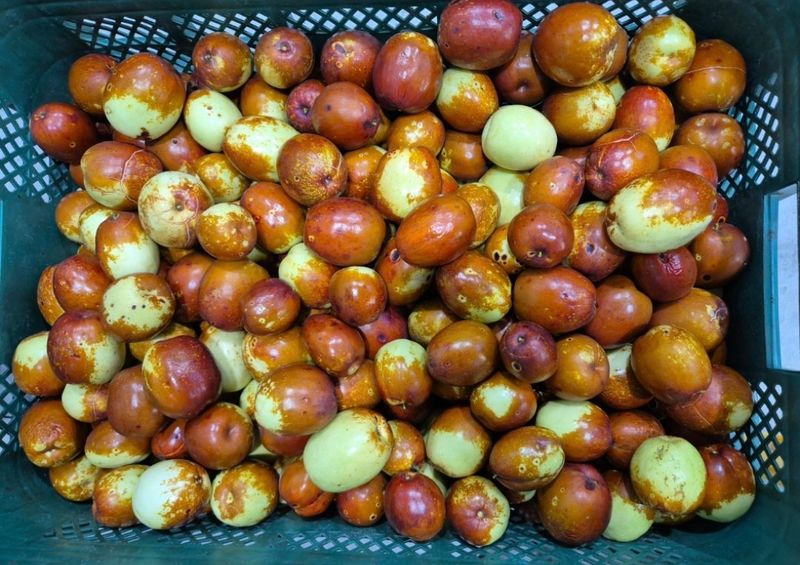 벌꿀*직접생산농장님의 장터 판매 상품 [천황-사과대추1kg] 첨부 사진