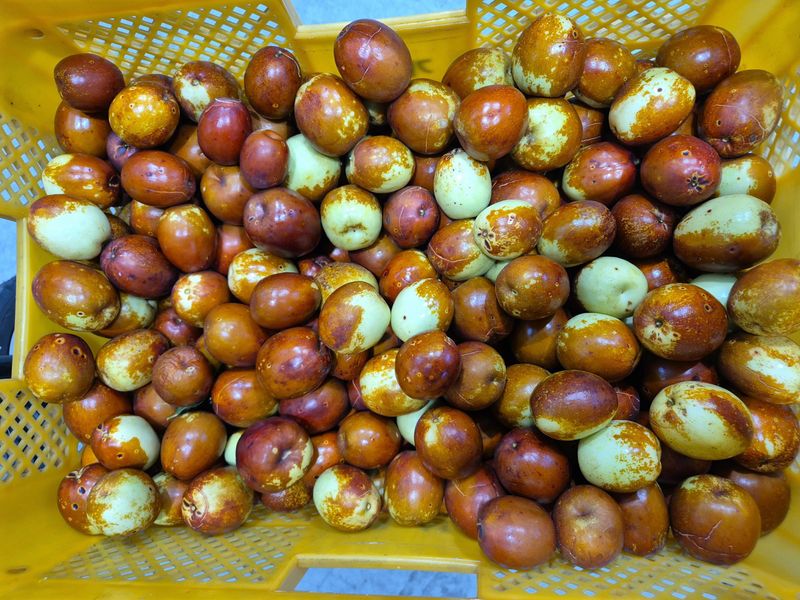 벌꿀*직접생산농장님의 장터 판매 상품 [천황-사과대추1kg] 첨부 사진