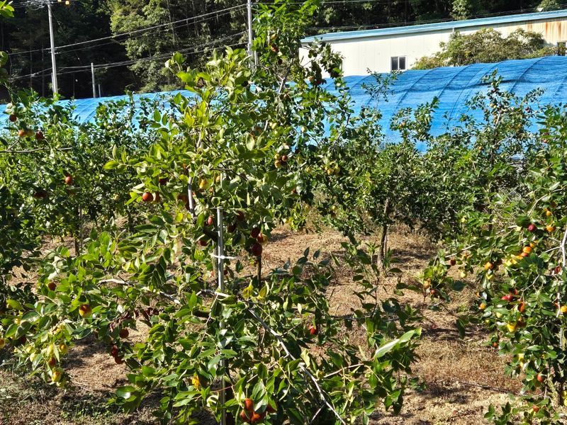 벌꿀*직접생산농장님의 장터 판매 상품 [천황-사과대추1kg] 첨부 사진