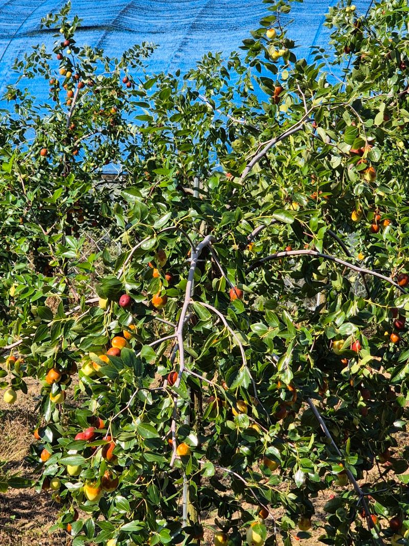 벌꿀*직접생산농장님의 장터 판매 상품 [천황-사과대추1kg] 첨부 사진