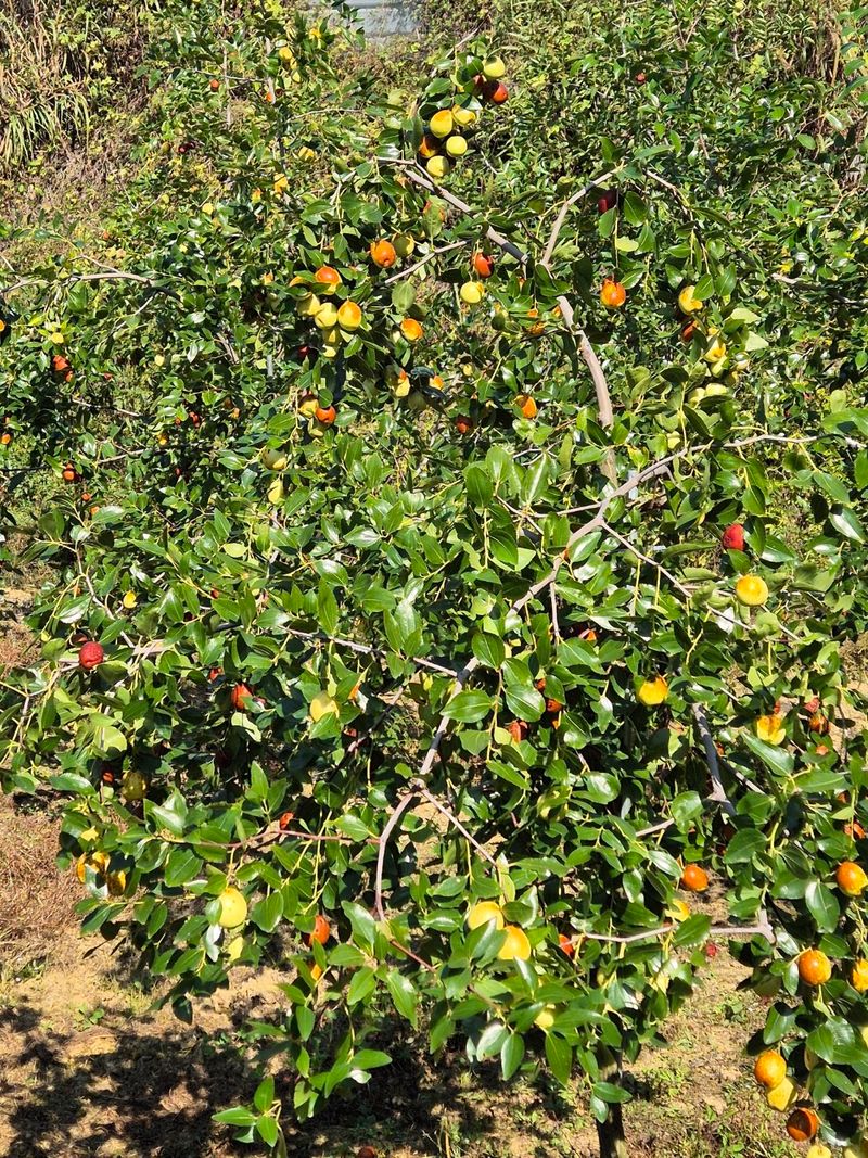벌꿀*직접생산농장님의 장터 판매 상품 [천황-사과대추1kg] 첨부 사진