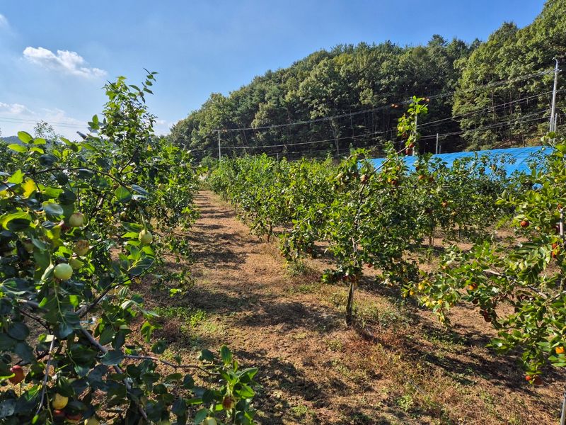벌꿀*직접생산농장님의 장터 판매 상품 [천황-사과대추1kg] 첨부 사진