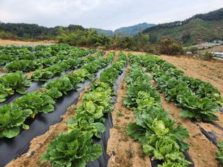산약초님의 배추 · 병해충상담 작성글 사진