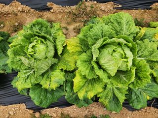 산약초님의 배추 · 병해충상담 작성글 사진