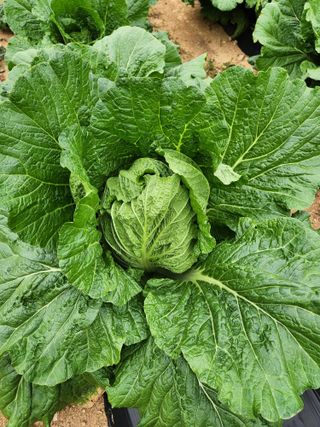 산약초님의 배추 · 병해충상담 작성글 사진